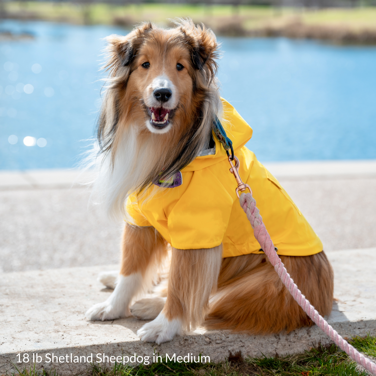 18 lb Shetland Sheepdog sitting outside and smiling while wearing a Medium Dandelion Yellow Highland Dog Jacket & Raincoat on a cool October day with sun shining and reflective off lake behind him