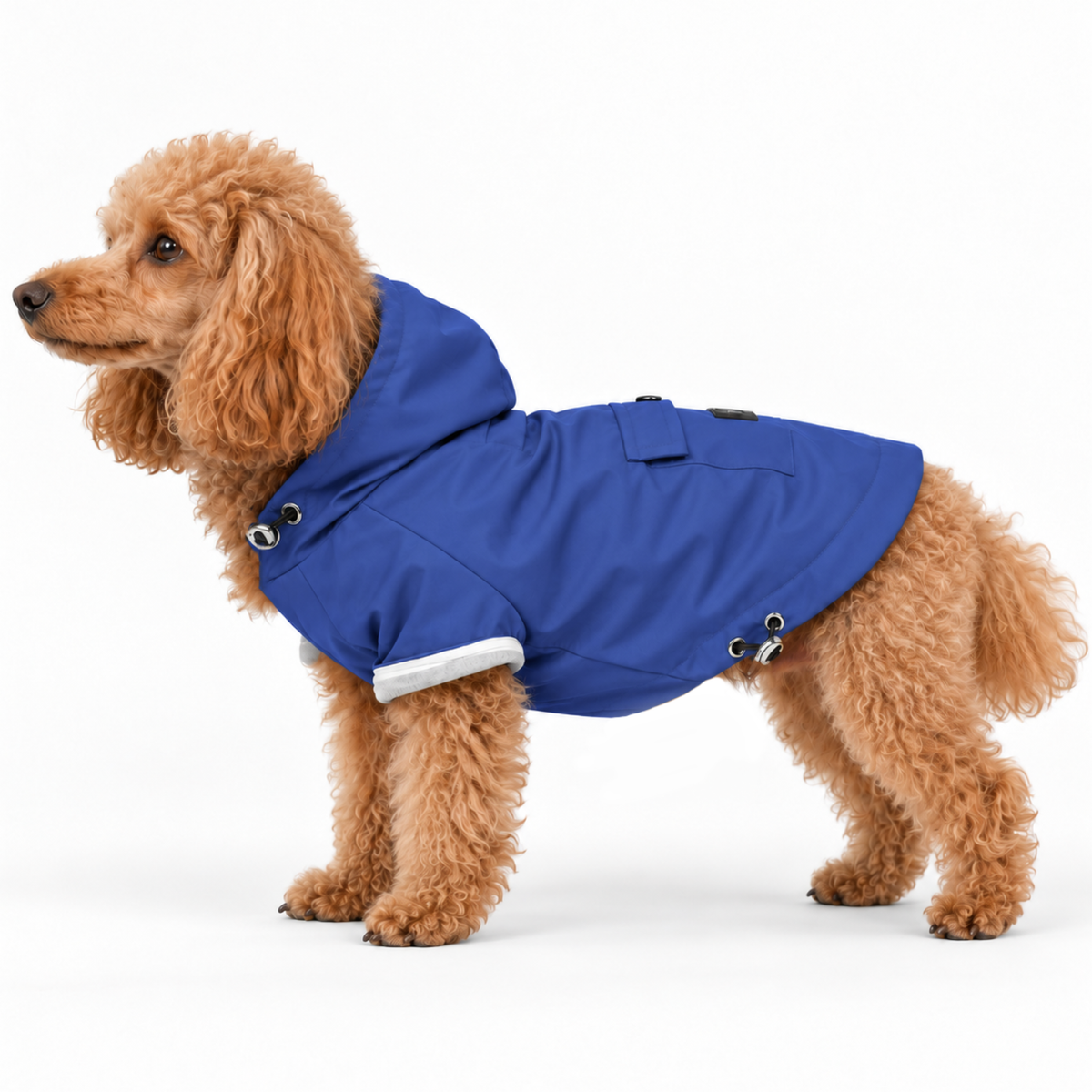 Miniature Poodle wearing the Mariner Blue Highland hooded dog raincoat and lightweight jacket