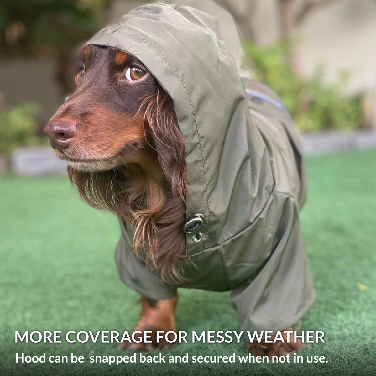 Long-haired Dachshund wearing the Olive Green Highland hooded dog raincoat for added wet-weather coverage