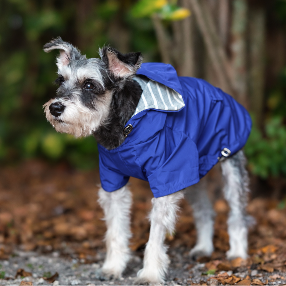 Miniature Schnauzer wearing the Mariner Blue Highland Dog Jacket with soft striped lining visible on an outdoor walk
