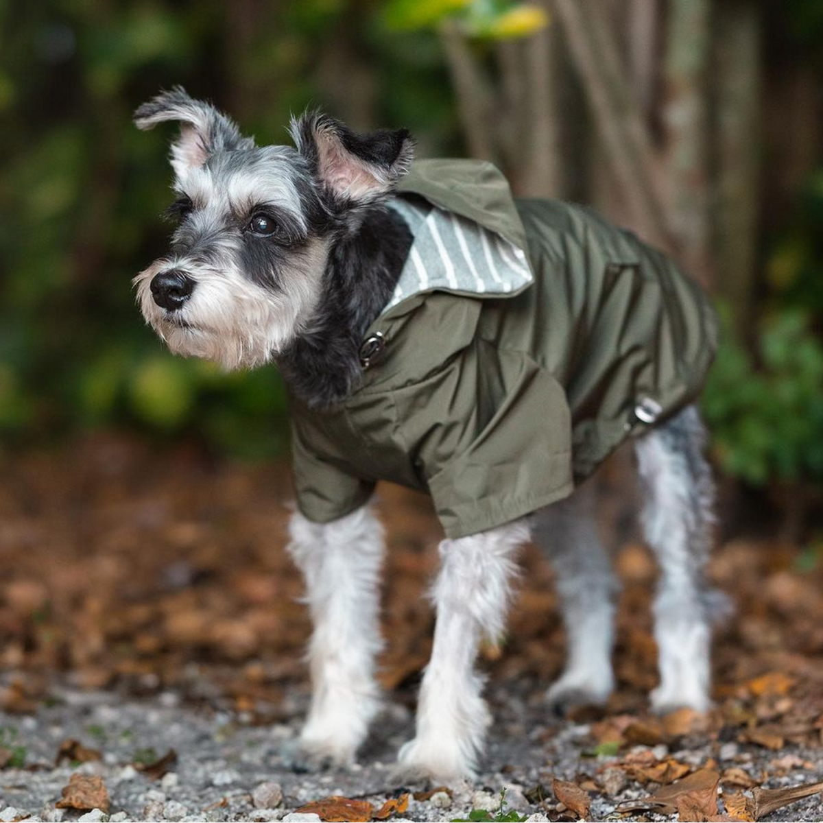 Miniature Schnauzer wearing the Olive Green Highland Dog Jacket outdoors with the soft striped lining visible