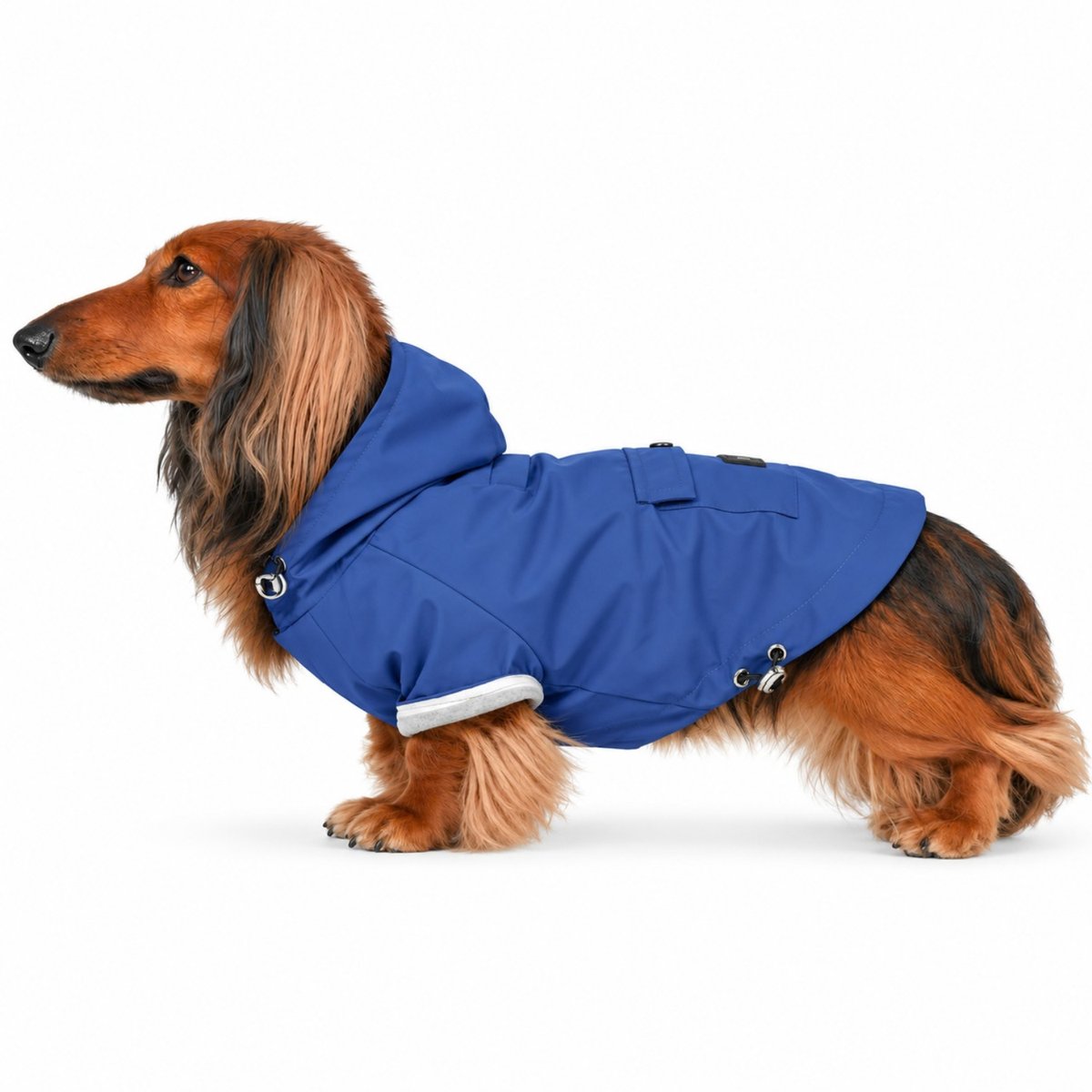 Longhaired Dachshund wearing the Mariner Blue Highland Dog Jacket & Raincoat with hood on a white background