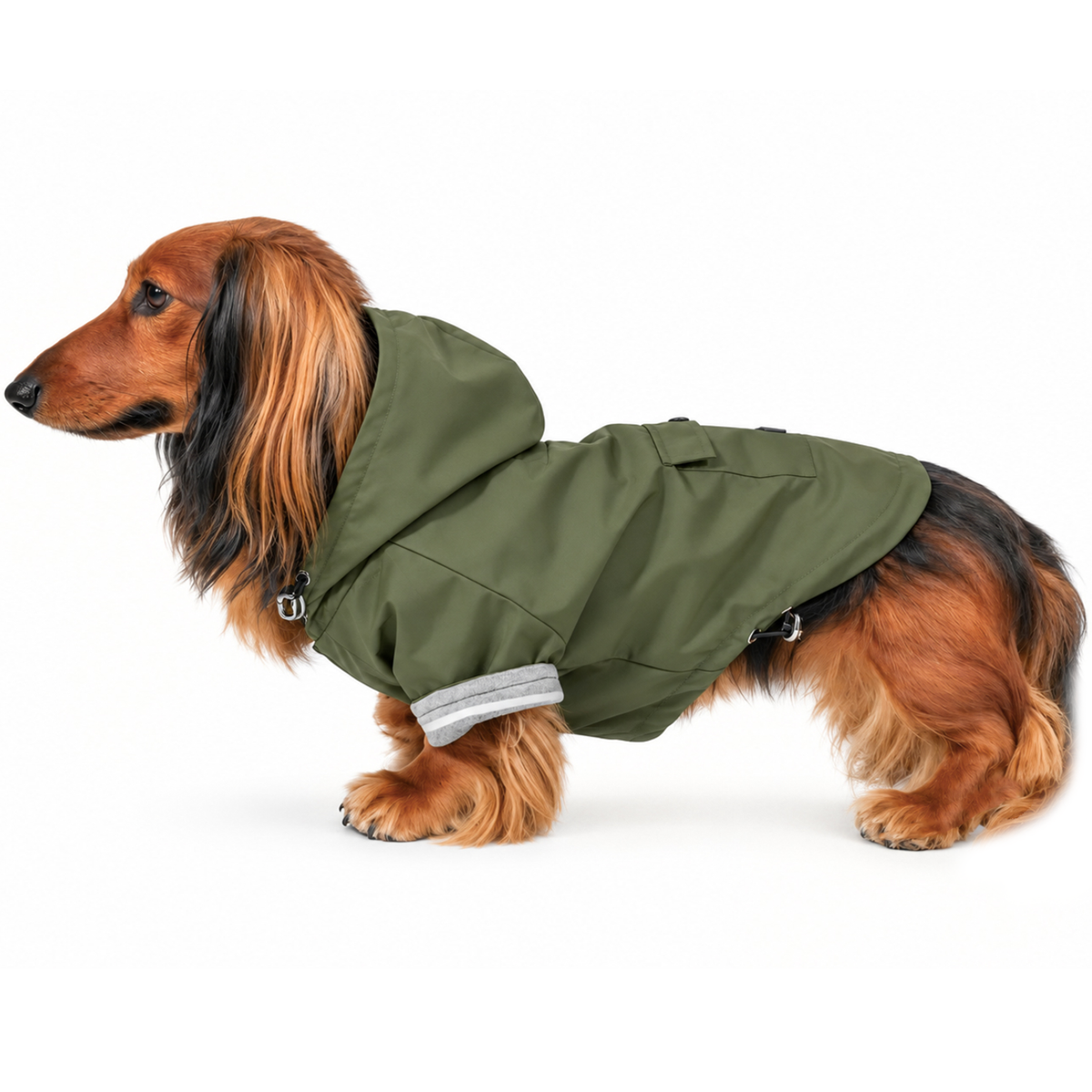 Longhaired Dachshund wearing the Olive Green Highland Dog Jacket & Raincoat with hood on a white background