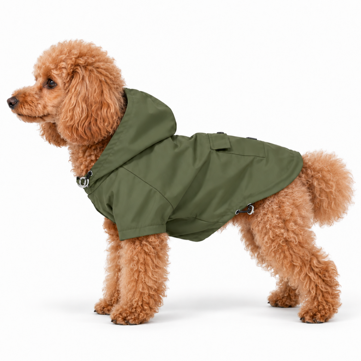 Miniature Poodle wearing the Olive Green Highland hooded dog raincoat and lightweight jacket on a white background