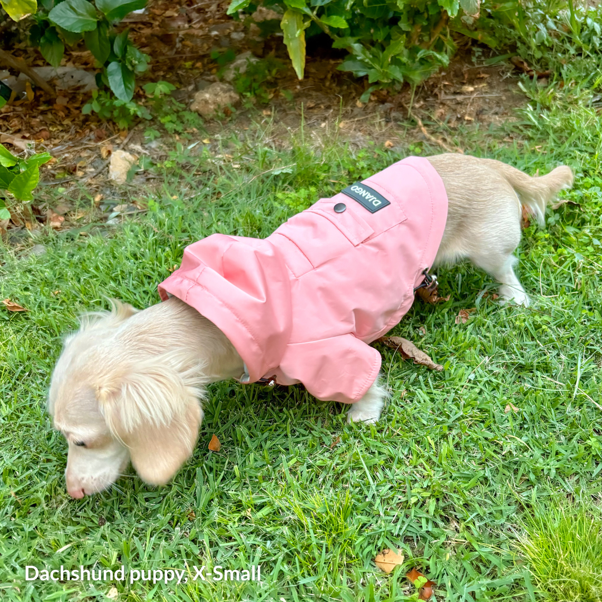 Dachshund puppy wearing an XS Quartz Pink Highland Dog Jacket & Raincoat while exploring wet grass