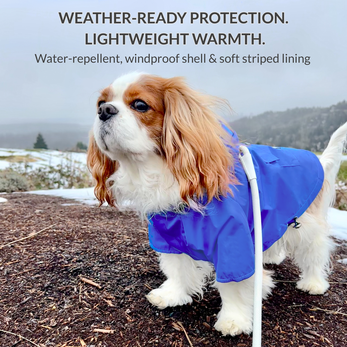 Cavalier King Charles Spaniel wearing the Mariner Blue Highland Dog Jacket for water-repellent, windproof protection and lightweight warmth