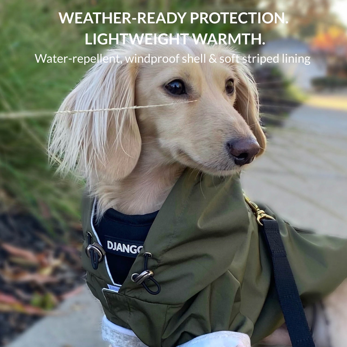 Longhaired Dachshund wearing the Olive Green Highland Dog Jacket for water-repellent, windproof protection and lightweight warmth