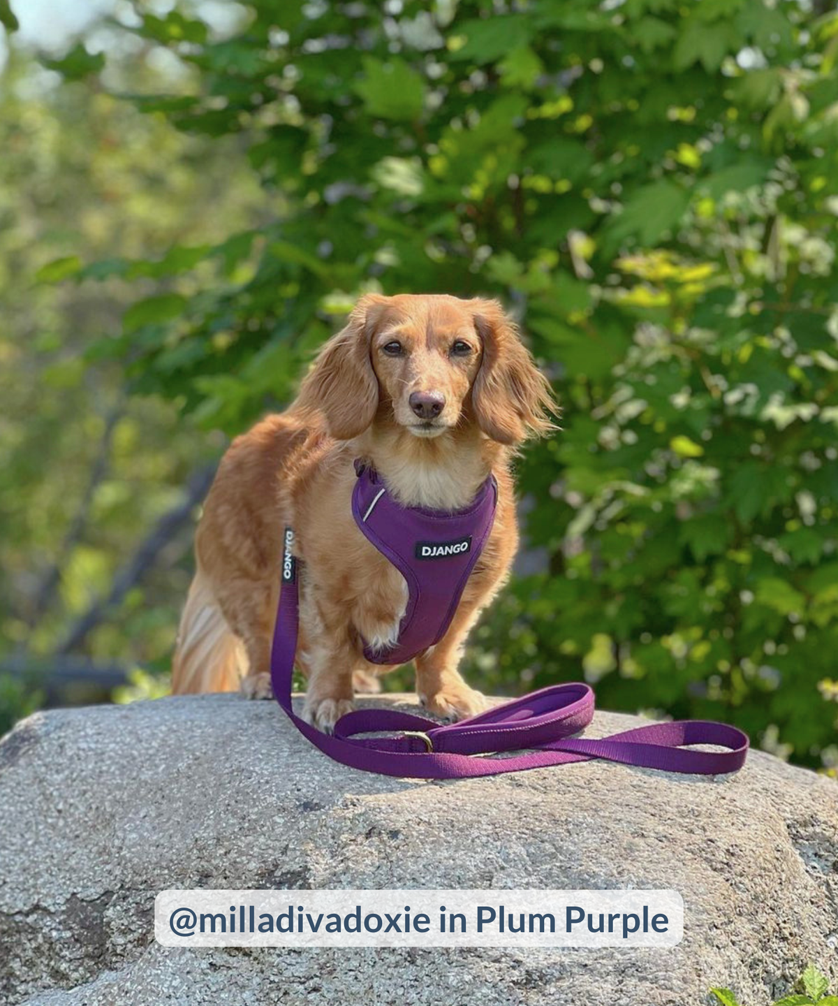 Longhaired dachshund standing on large boulder in the woods wearing padded purple dog harness with leash