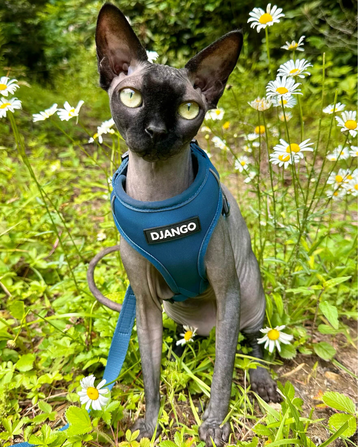Hairless cat wearing the indigo blue DJANGO Adventure Cat Harness while sitting outdoors near flowers.