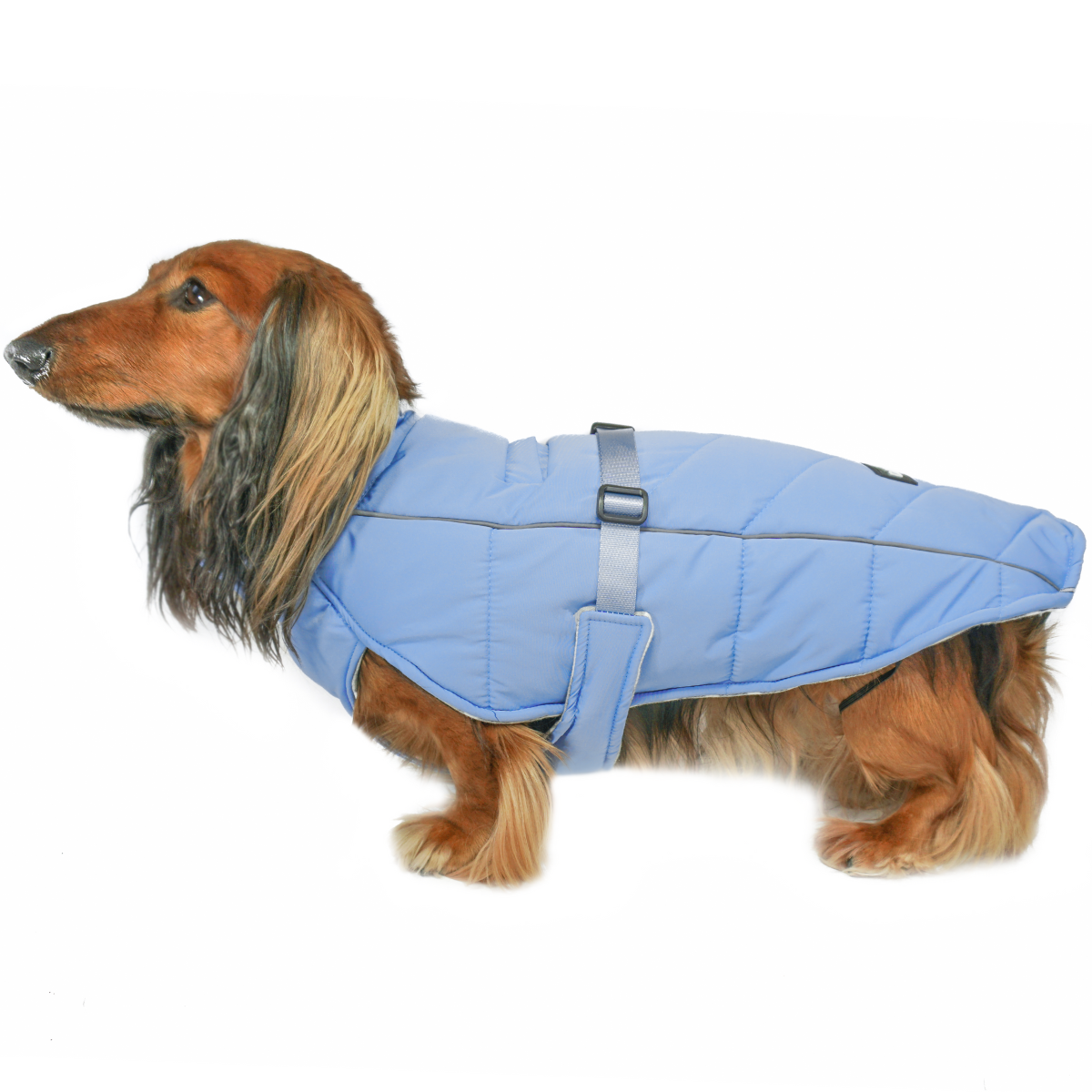 Dachshund dog wearing an insulated adjustable blue quilted dog coat on a white background