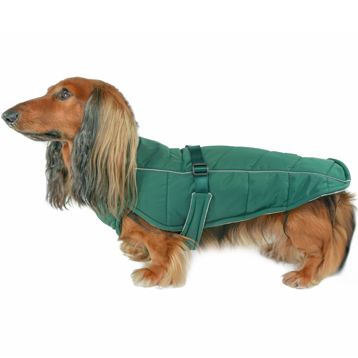 Premium insulated winter coat for dogs in Lafayette green by DJANGO, best clothing dog brand websites in USA
