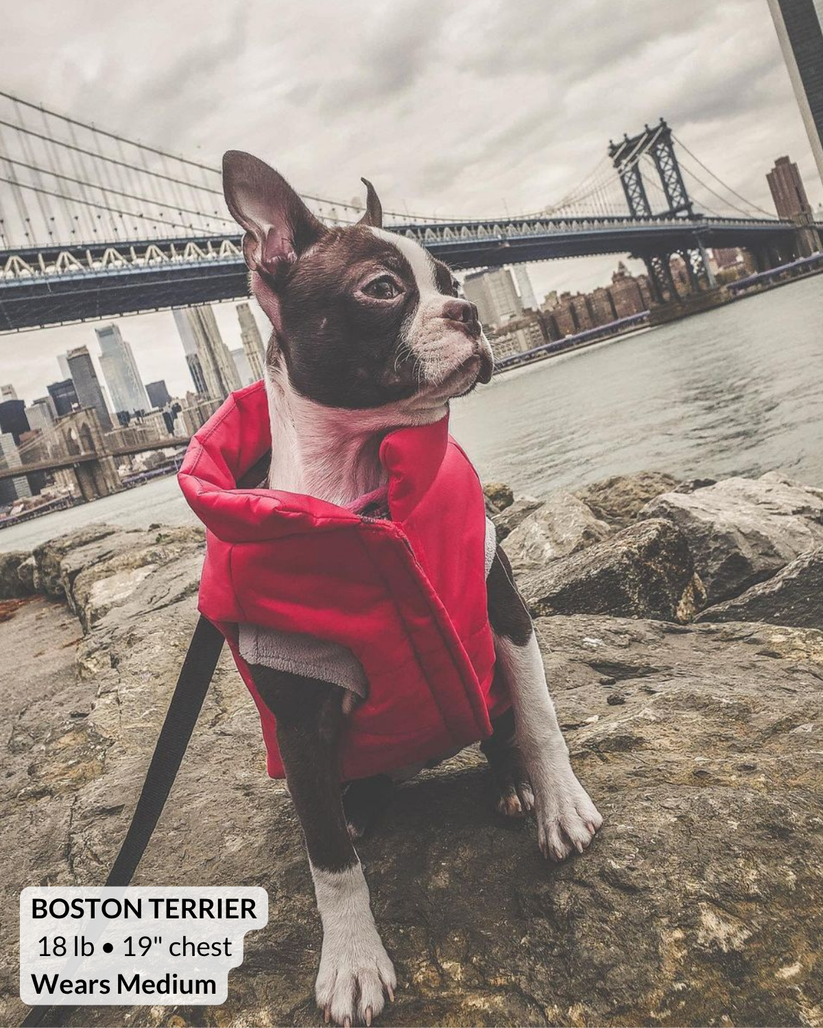 Boston terrier sitting in DUMBO, Brooklyn, NYC, during winter and wearing a red puffer dog coat in size medium