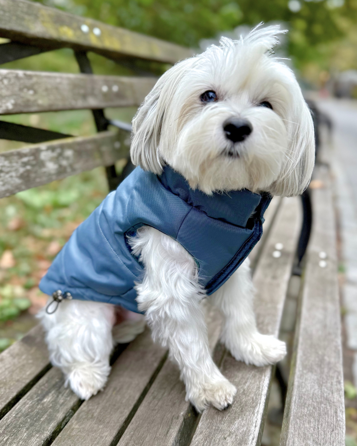 Warm puffer jacket for small dogs. This windproof and waterproof winter dog coat is insulated, lined, and adjustable for a perfect fit.
