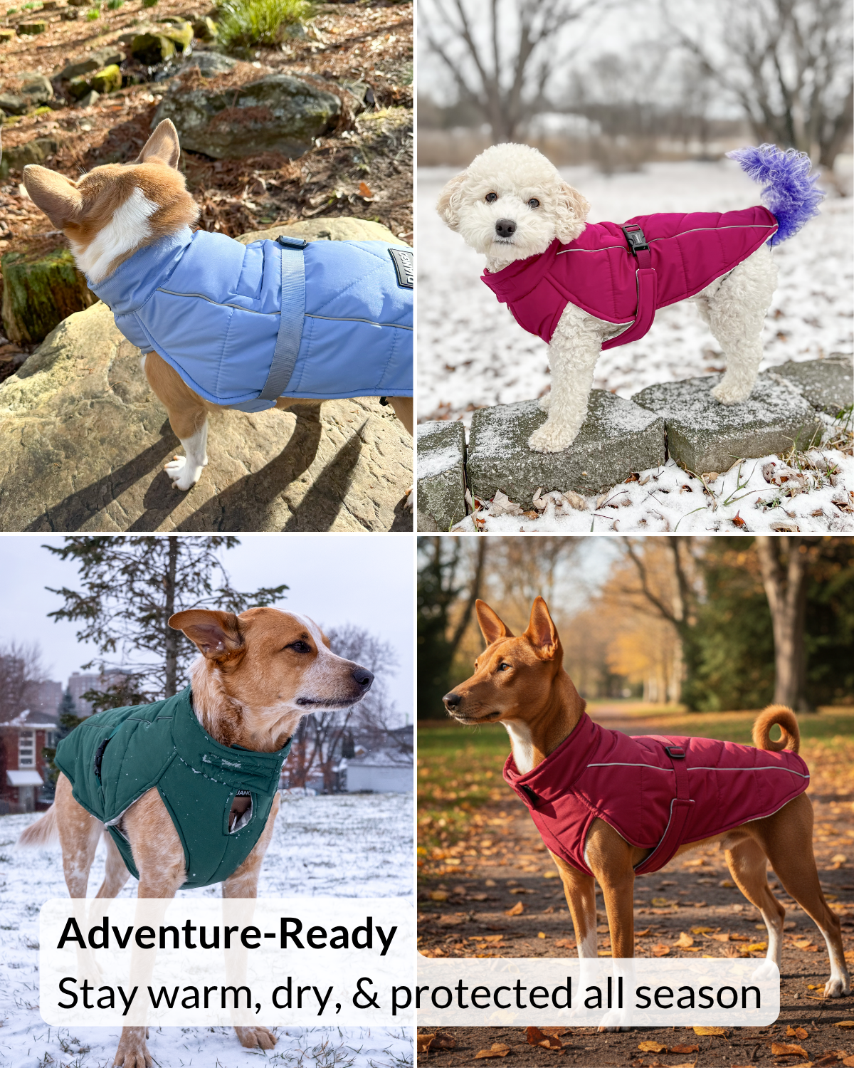 Adventure shots of different dogs and dog breeds wearing the Whistler winter dog coat in different colors in various outdoor settings