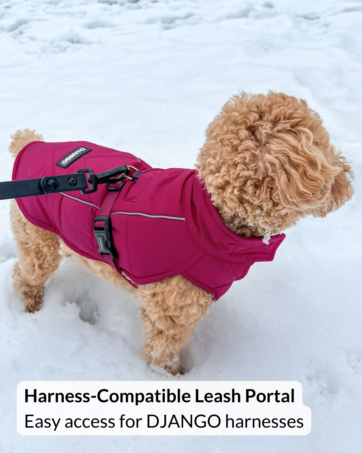 Dog wearing a pink puffer dog coat with a harness-compatible leash portal in the snow. 