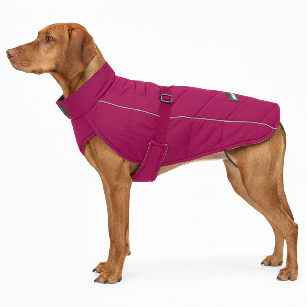 Large dog breed vizsla wearing a pink winter insulated puffer dog coat with reflective piping and adjustable neck and chest straps on a white background