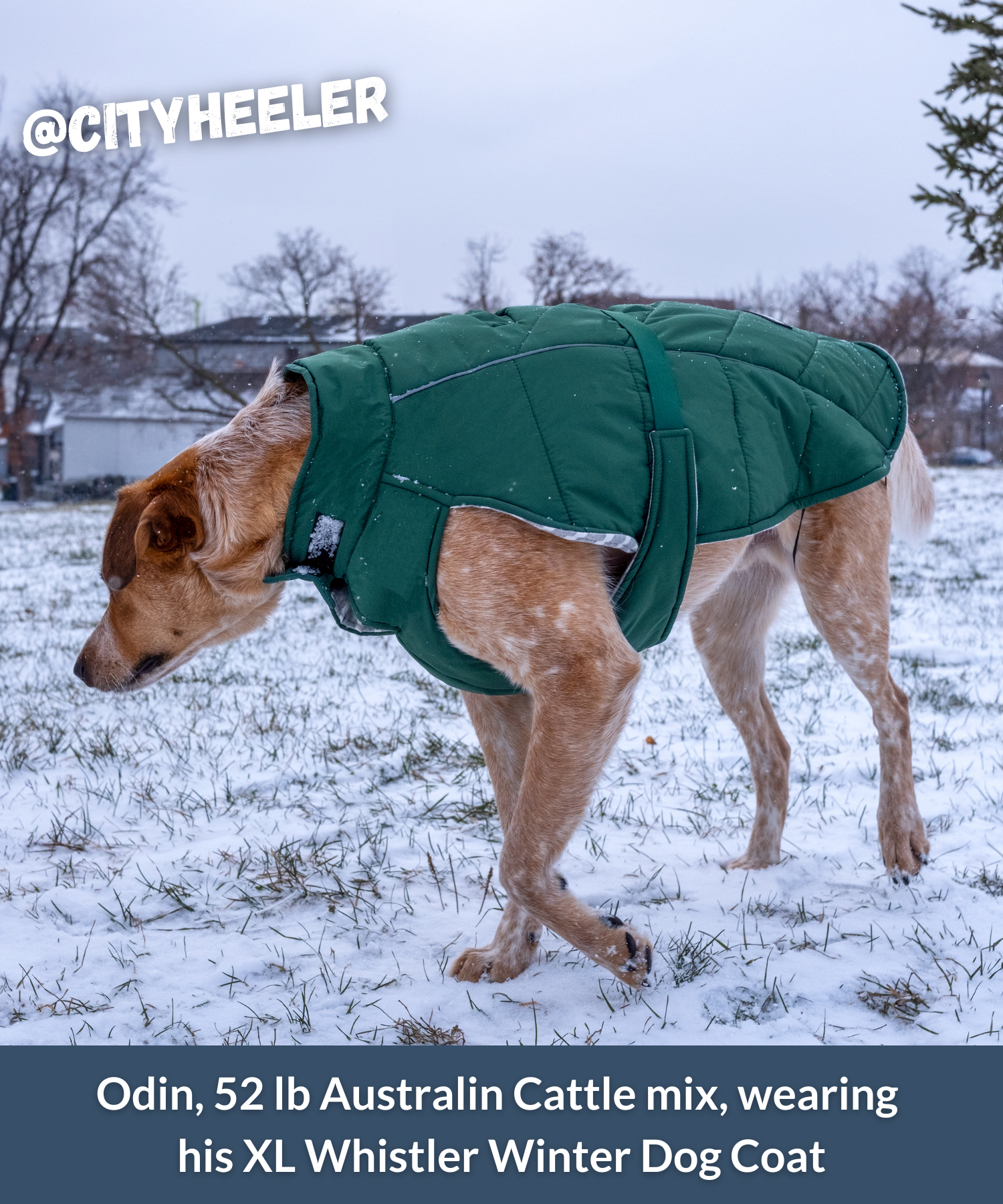 Large dog exploring outside during snowstorm and wearing insulated, soft, and reflective winter puffer dog coat xl