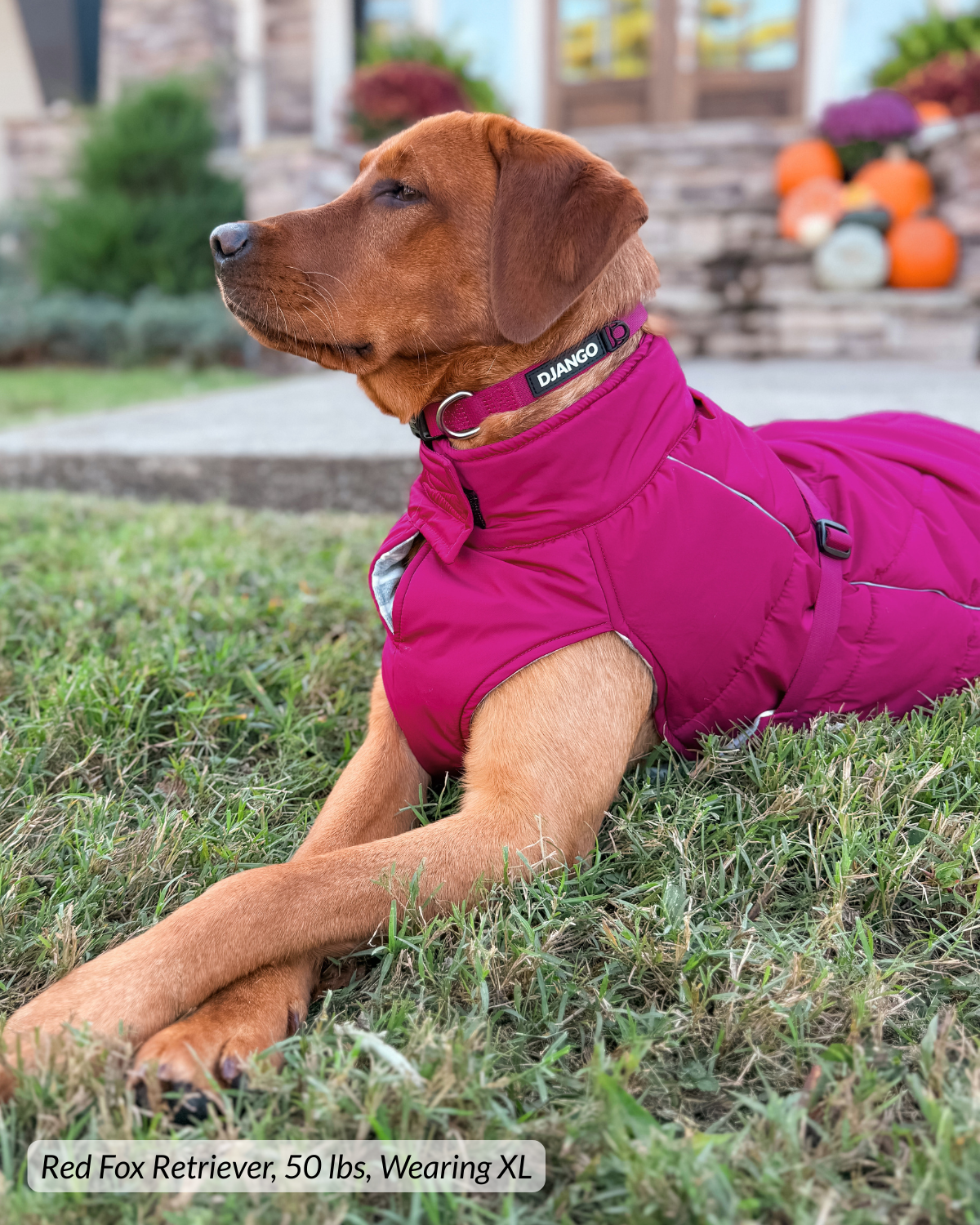 Large dog wearing a quilted and cozy pink puffer dog coat with matching dog collar while lying outside in grass on cold autumn day