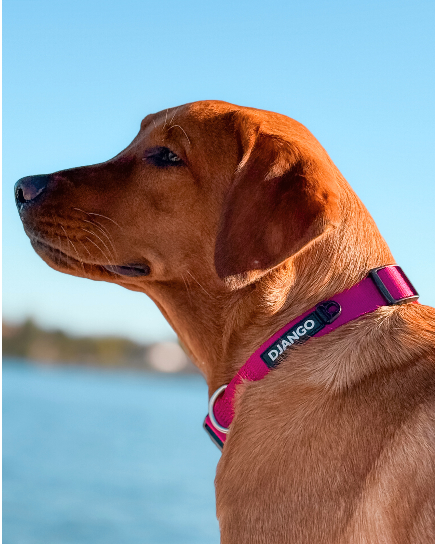 Tahoe Dog Collar - Hibiscus Pink