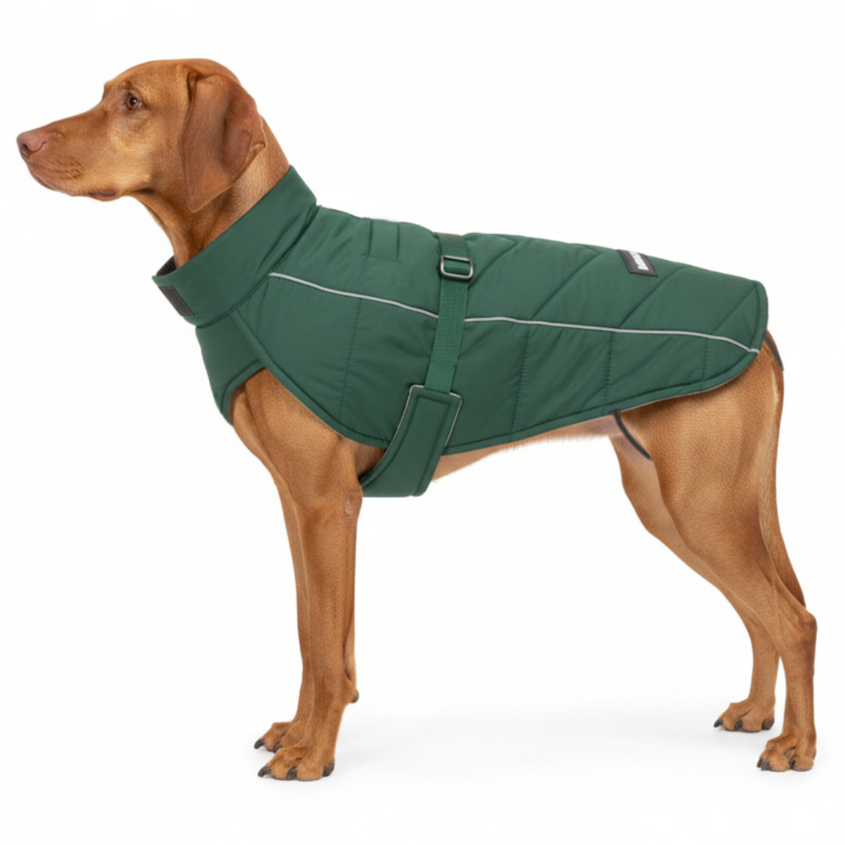 Large dog vizsla wearing a dark green warm insulated winter coat on a white background