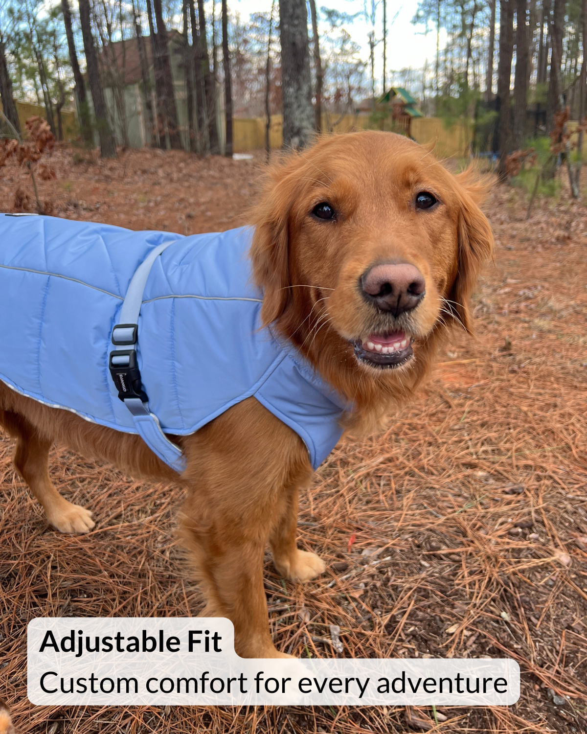 Golden Retriever adventure dog wearing a light blue puffer dog coat XL in a forest setting.