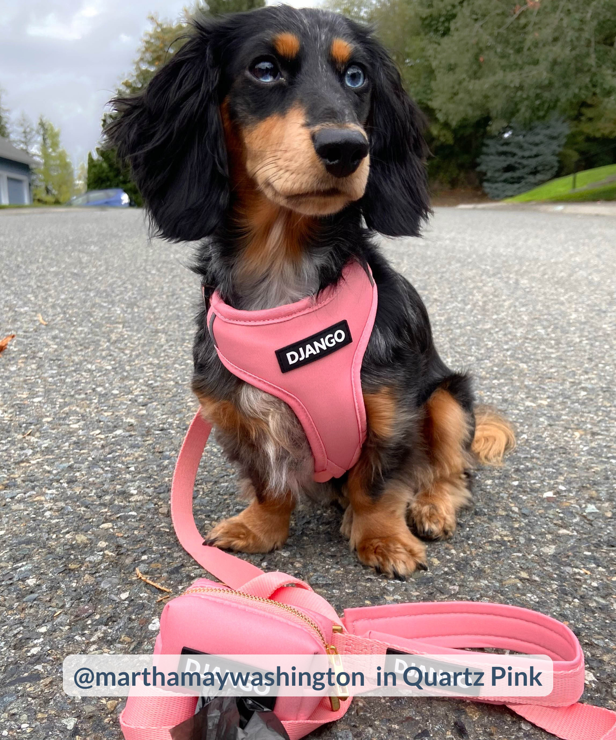 Longhaired dachshund walking in quartz pink everyday harness, leash, and waste bag holder set