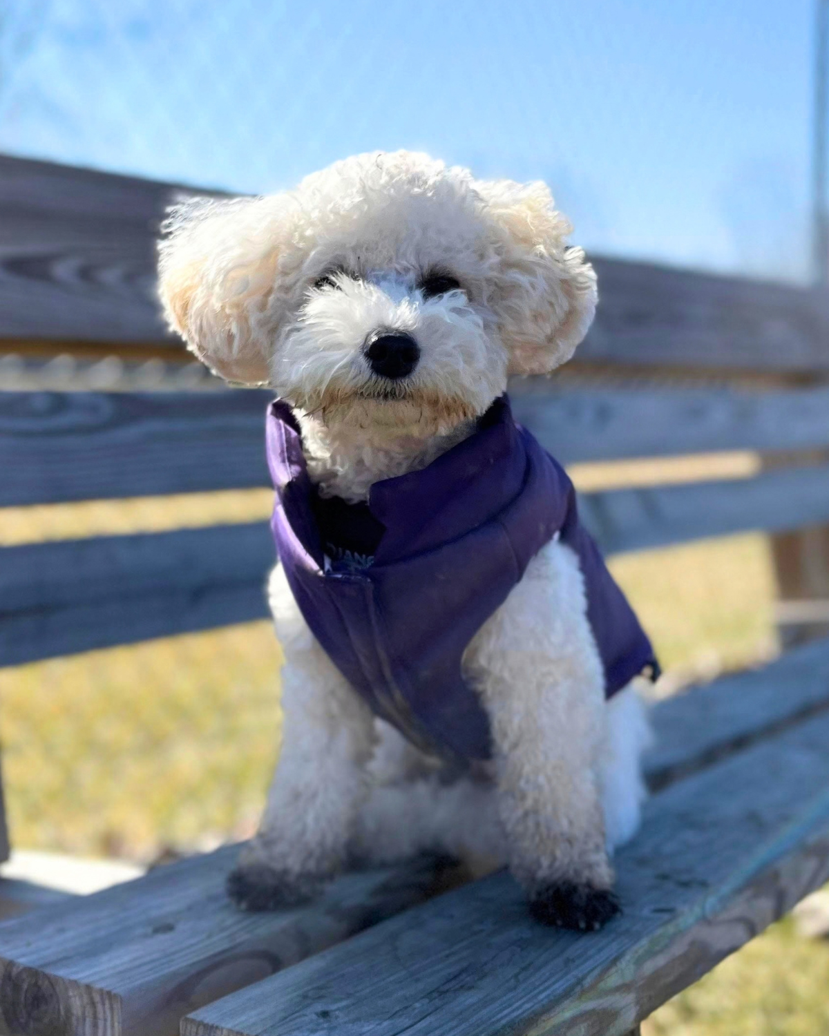 A small white dog sitting on a wooden bench outdoors, wearing a purple dog coat or vest fully covering dog's chest and upper body. The background shows a blurred outdoor setting with blue sky and wooden bench.