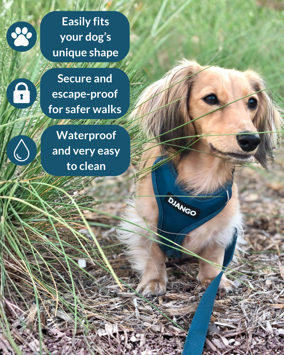 Dachshund puppy dog wearing a blue harness with text highlighting features, standing in grass.