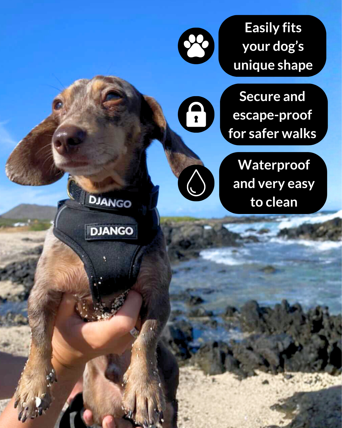 Features of DJANGO Adventure Dog Harness as shown on dachshund puppy wearing black padded neoprene dog harness