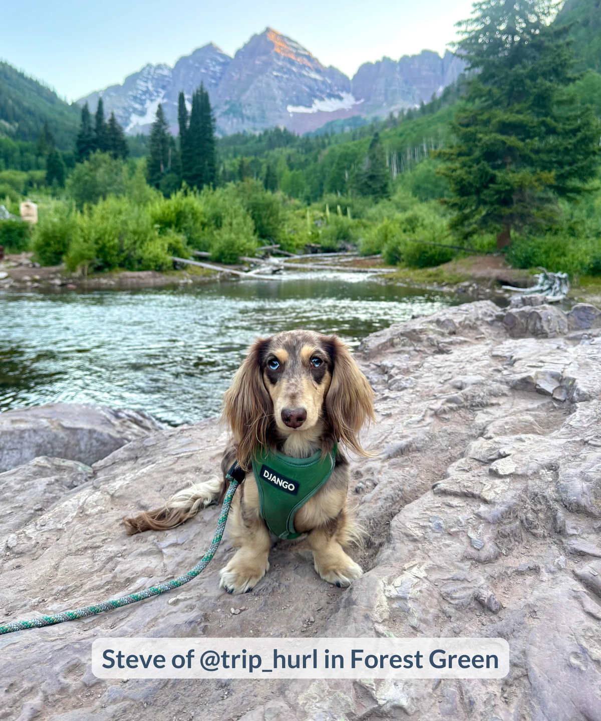 Miniature dachshund sitting on rocks outdoors and wearing forest green harness with lake and snowy mountain range behind him