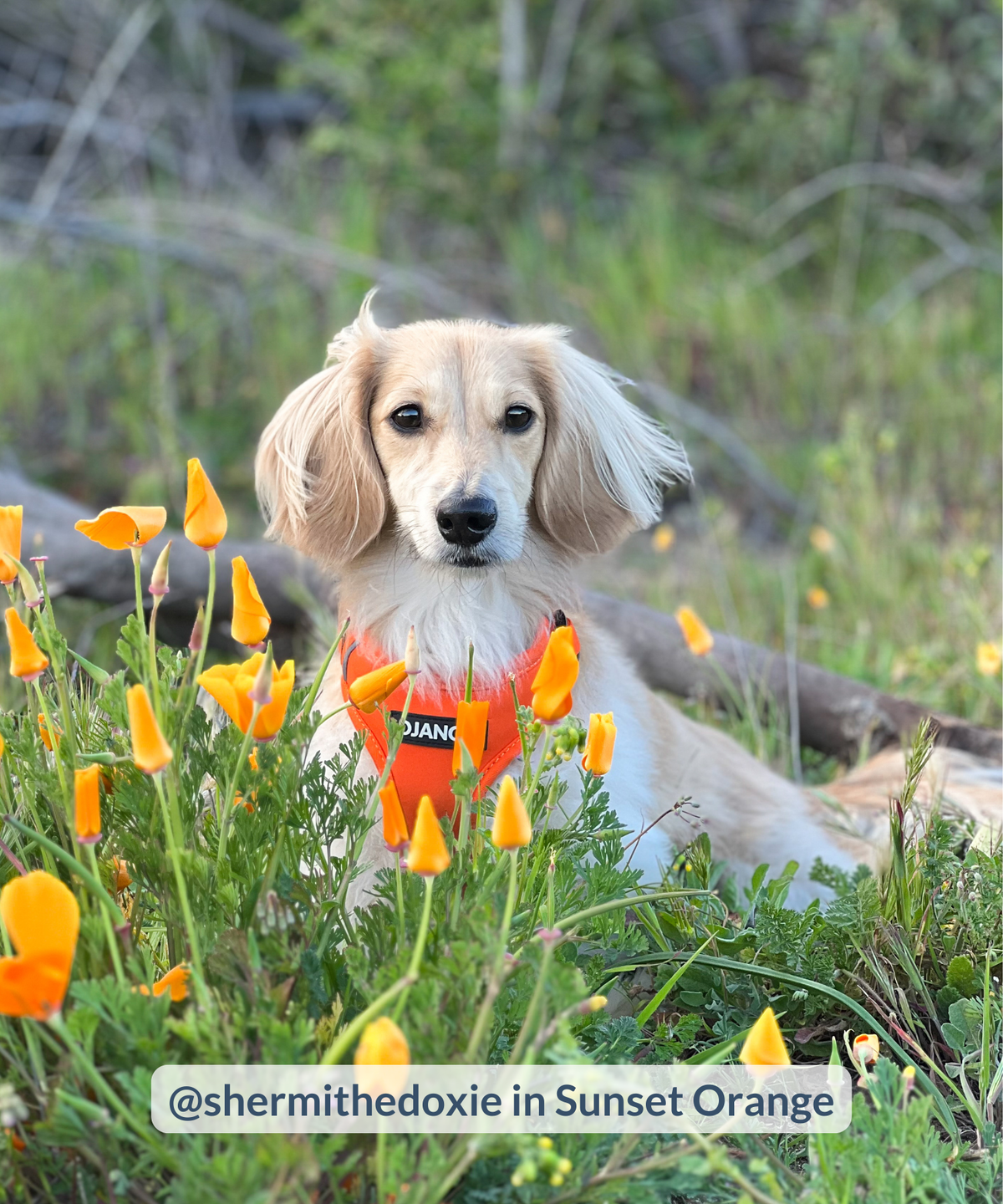Dachshund puppy sitting in green field with orange flowers and wearing orange padded harness that matches foliage around him
