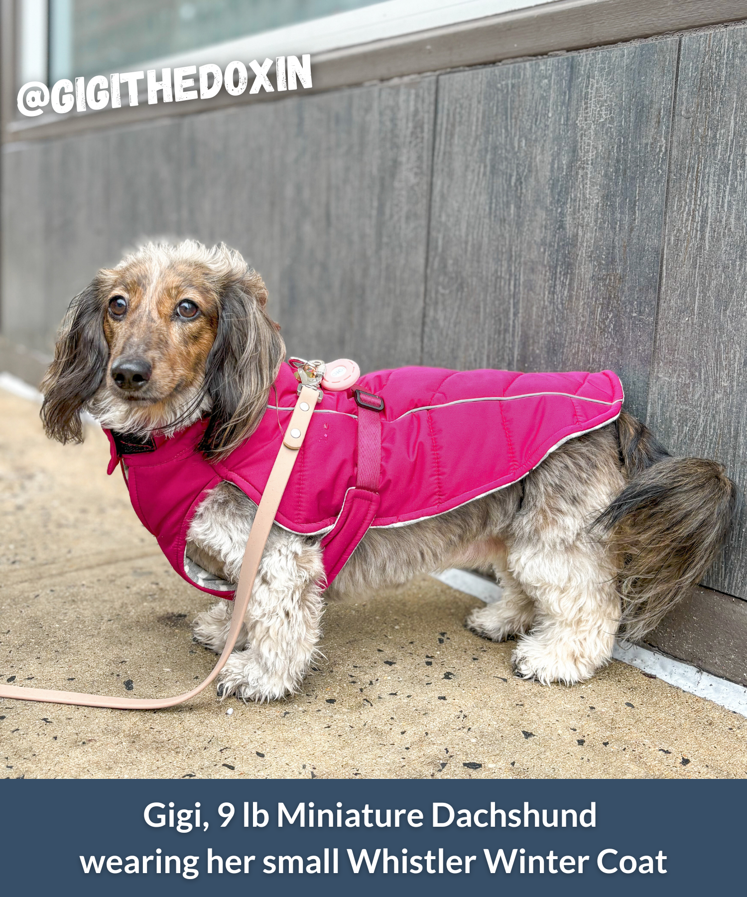 Mini dachshund wearing a pink insulated and waterproof reflective puffer coat in New York City
