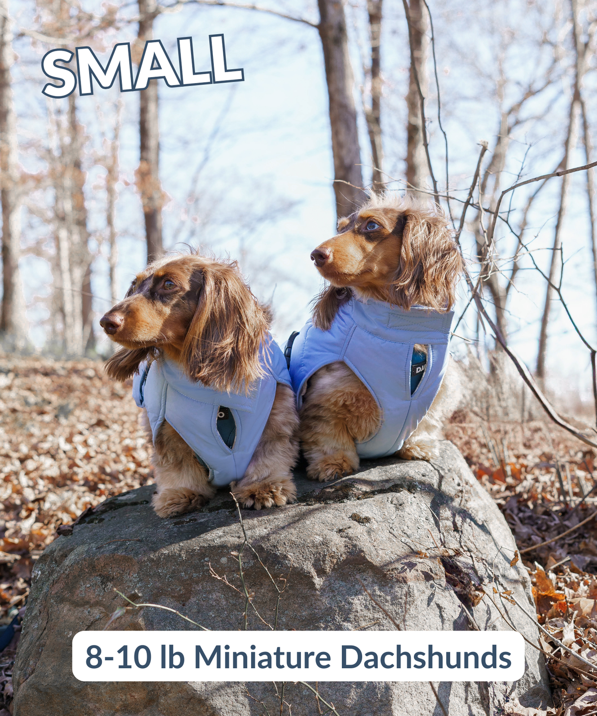 Two mini dachshunds wearing matching winter puffer coats in Dusk Blue by DJANGO, featuring adjustable neck collar and harness hole