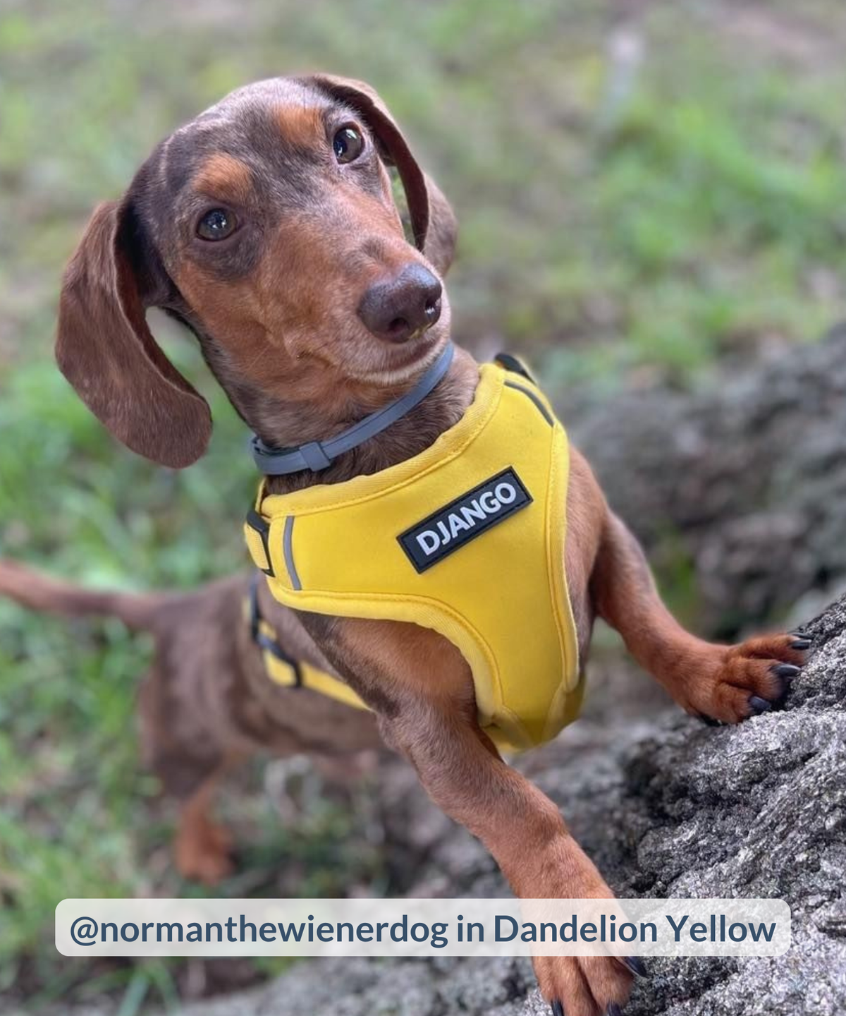 Smooth mini dachshund wearing bright yellow harness and perching front legs up on rocks 