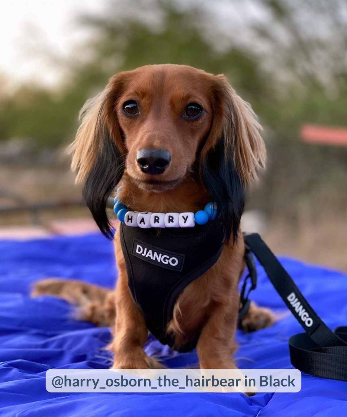 Dachshund puppy wearing black neoprene dog harness with matching leash attached and wearing bead necklace with letters H A R R Y