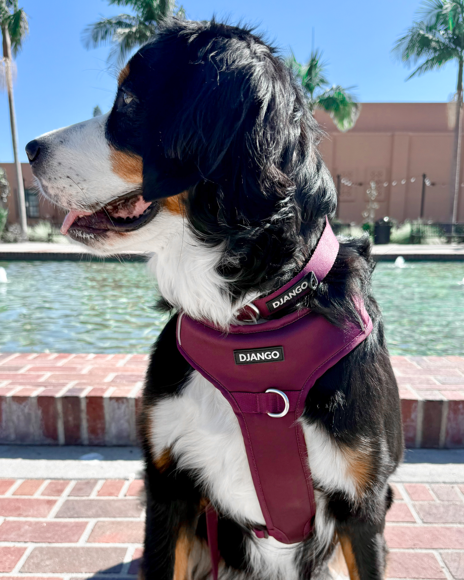 A Bernese mountain dog wearing a soft and padded no pull harness for dogs in color raspberry purple with the brand name DJANGO, sitting outdoors near a brick poolside walkway and palm trees.