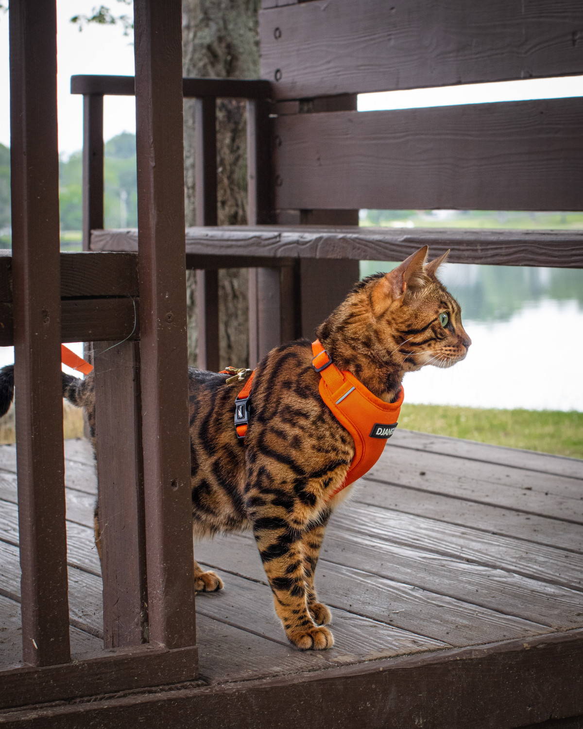 Bengal cat wearing the sunset orange DJANGO Adventure Cat Harness while standing on a porch.