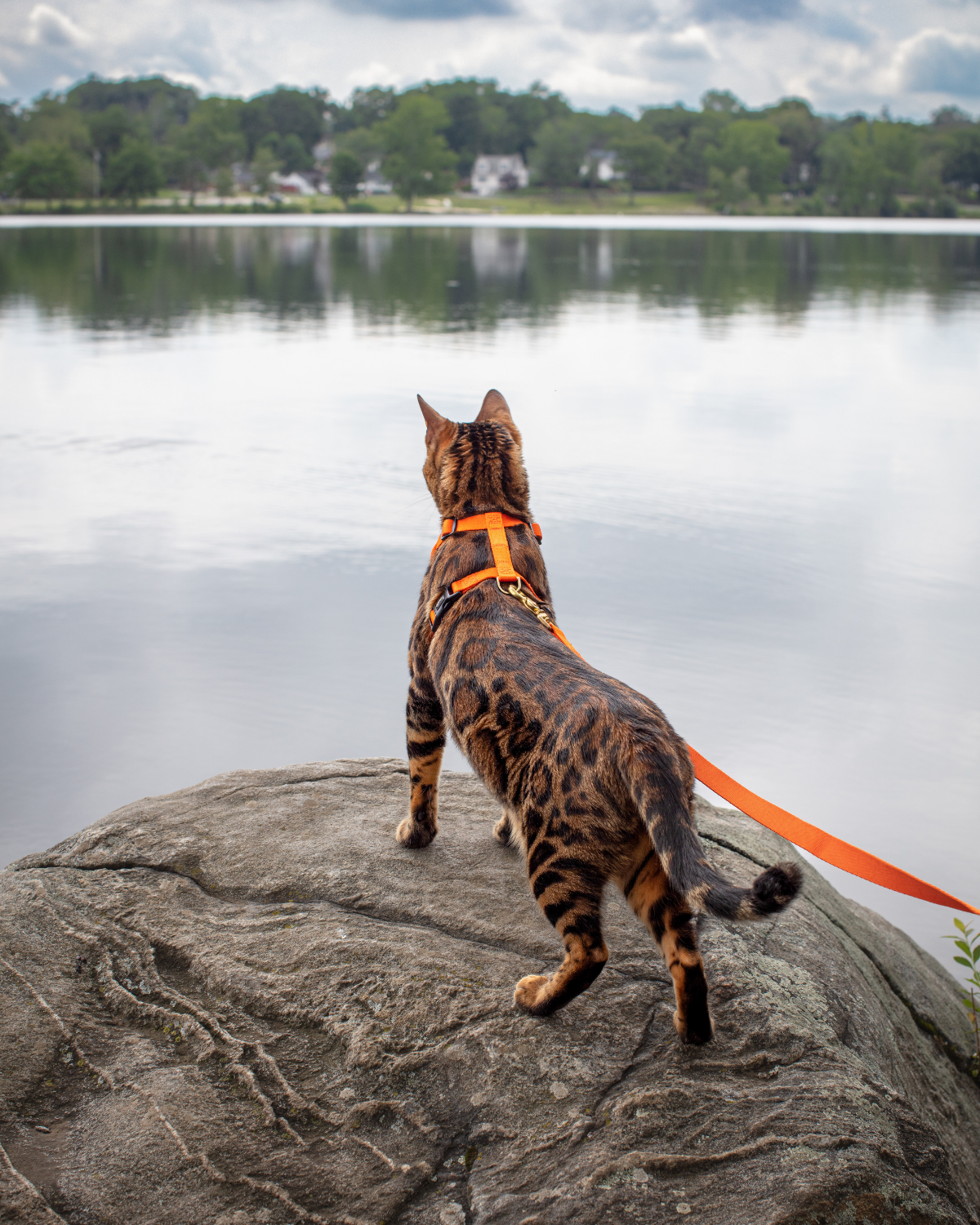 Bengal cat wearing the sunset orange DJANGO Adventure Cat Harness while looking out over a lake.