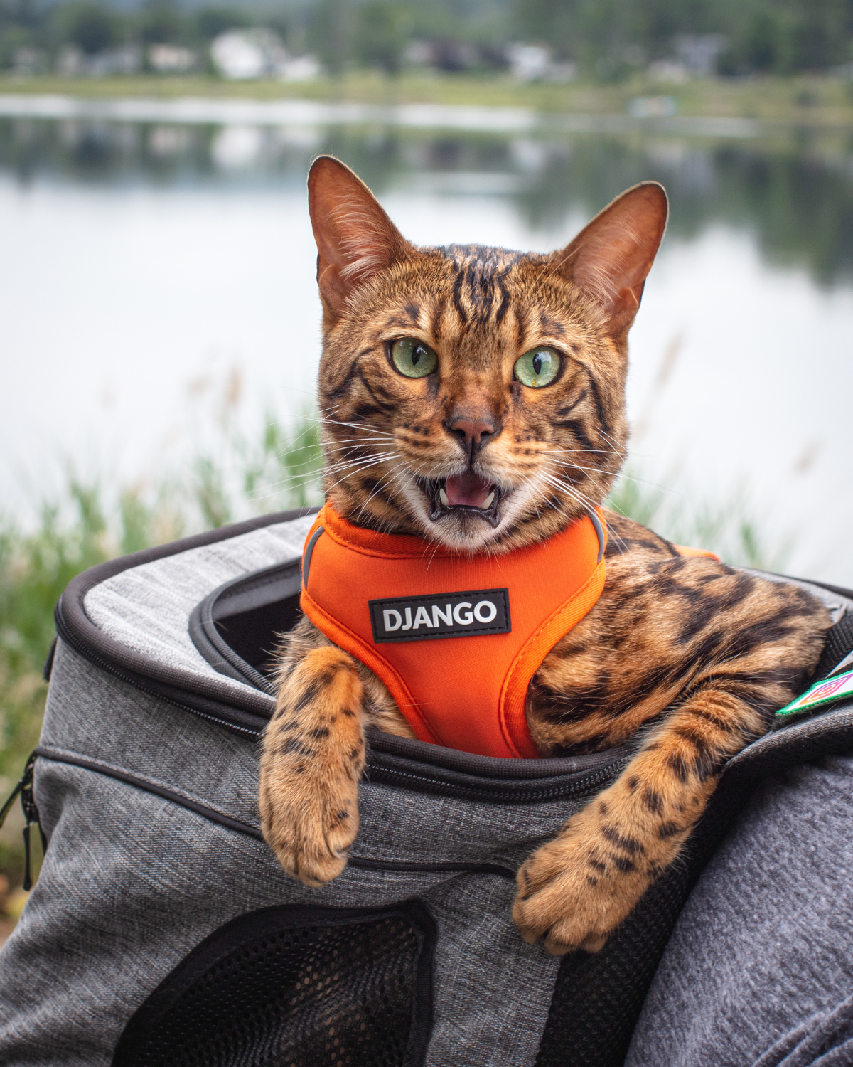 Bengal cat wearing the sunset orange DJANGO Adventure Cat Harness while sitting in a pet travel backpack outdoors.