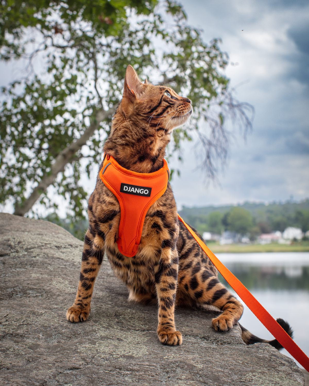 Bengal cat wearing the sunset orange DJANGO Adventure Cat Harness and leash while sitting outdoors.