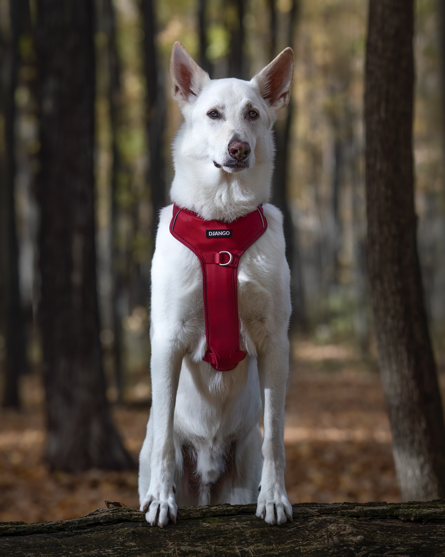 #color_firelight red