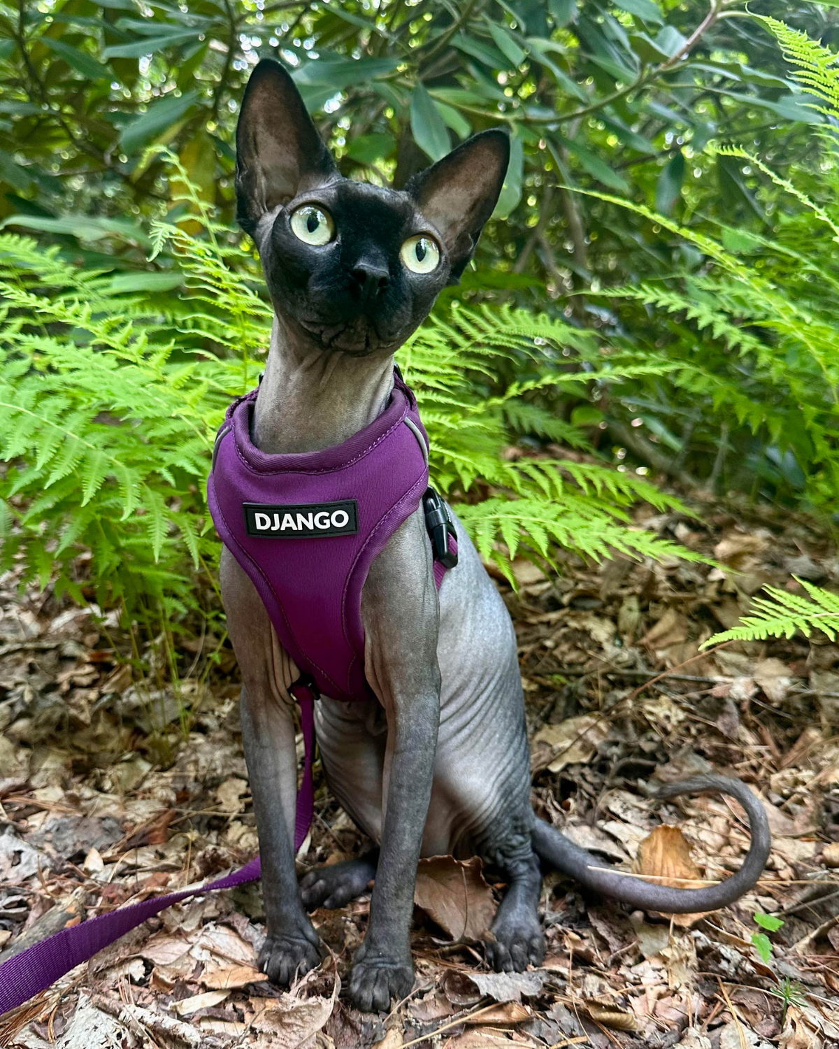 Hairless cat wearing the plum purple DJANGO Adventure Cat Harness while sitting outdoors.