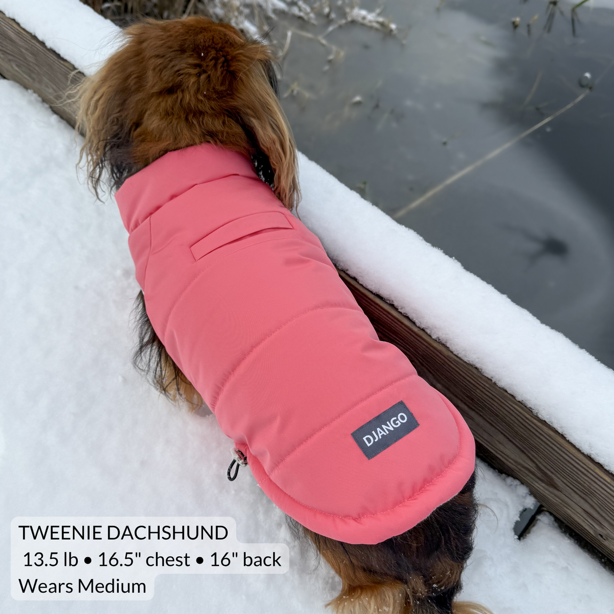 Small dog running and playing in snow while wearing comfortable winter dog coat for active pups