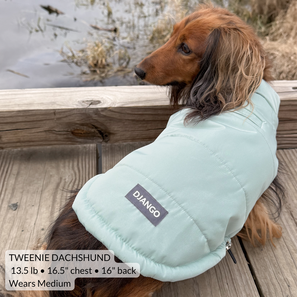 Adorable dachshund playing outdoors and wearing a comfortable puffer dog jacket for cold autumn and winter weather