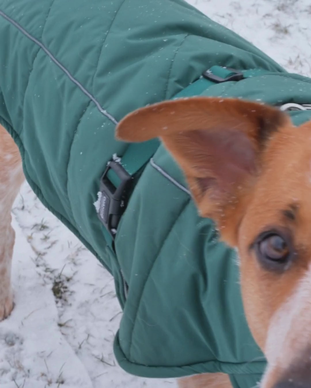 Best insulated winter coat for large dogs no undercoat, adjustable and reflective dog coat xl