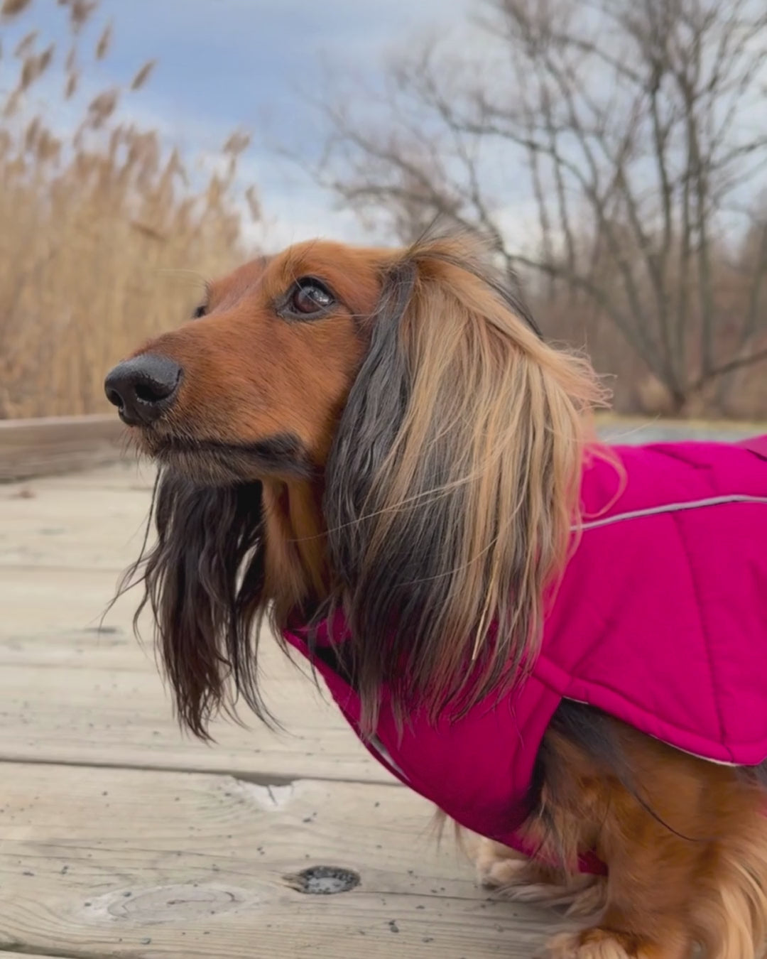 Best puffer coat for dachshunds and other dogs! The DJANGO Whistler Winter Dog Coat is designed for maximum comfort, warmth, and protection during the cold winter months. This soft dog puffer coat is beautifully constructed, durable, and built for cold weather adventures. Shop now on djangobrand.com. 