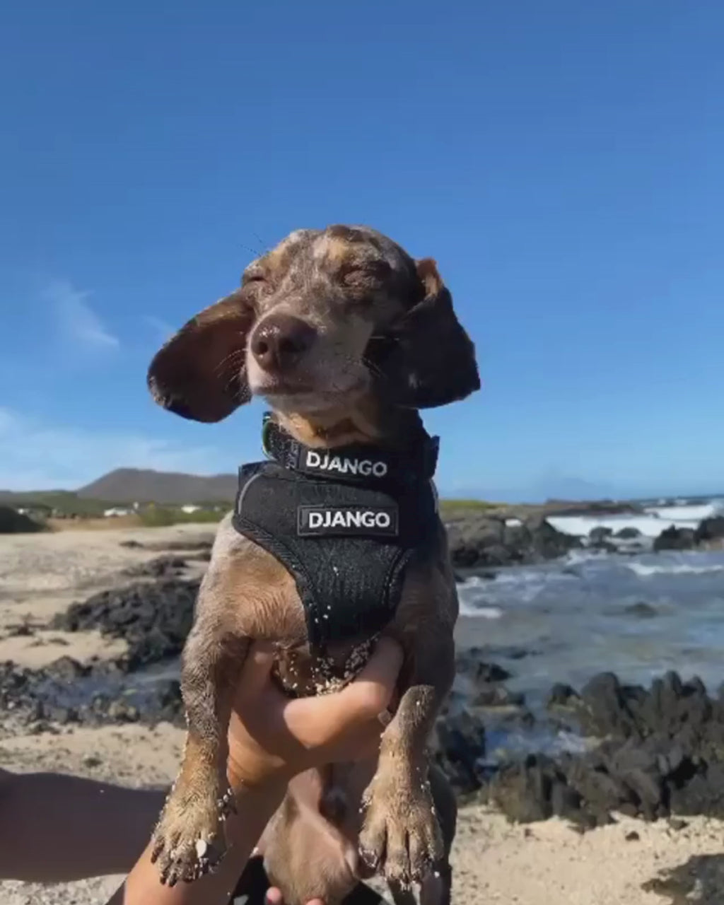 Video of adorable mini dachshund puppy wearing black neoprene dog harness and matching collar on beach