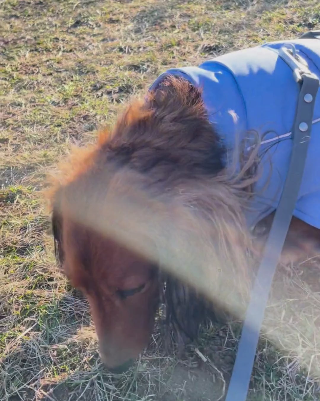 Dogs in Whistler Winter Dog Coat Dusk Blue with premium insulation and soft lining for warmth and comfort.