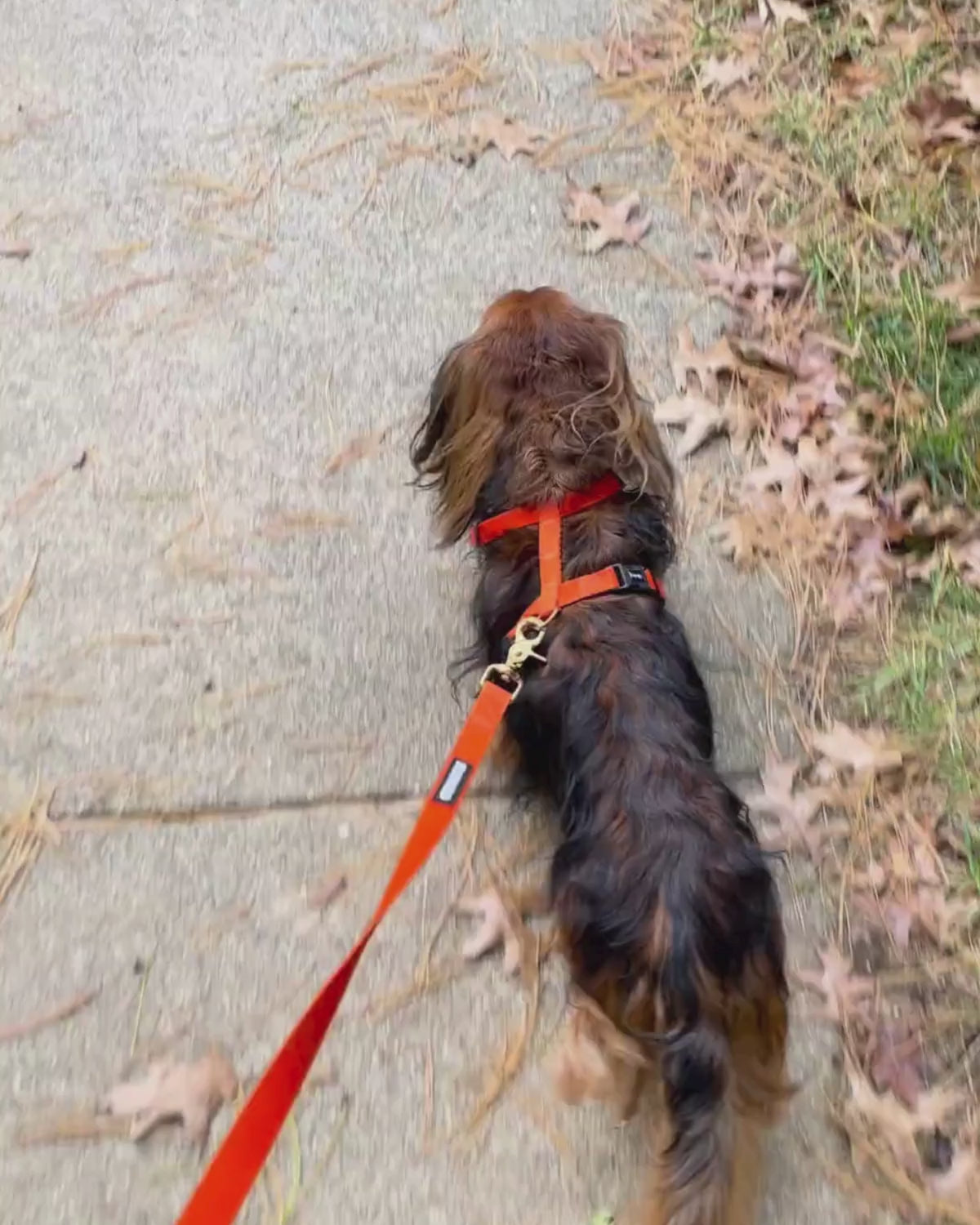 Longhaired dachshund walking down the sidewalk and wearing a matching orange harness and leash set by DJANGO