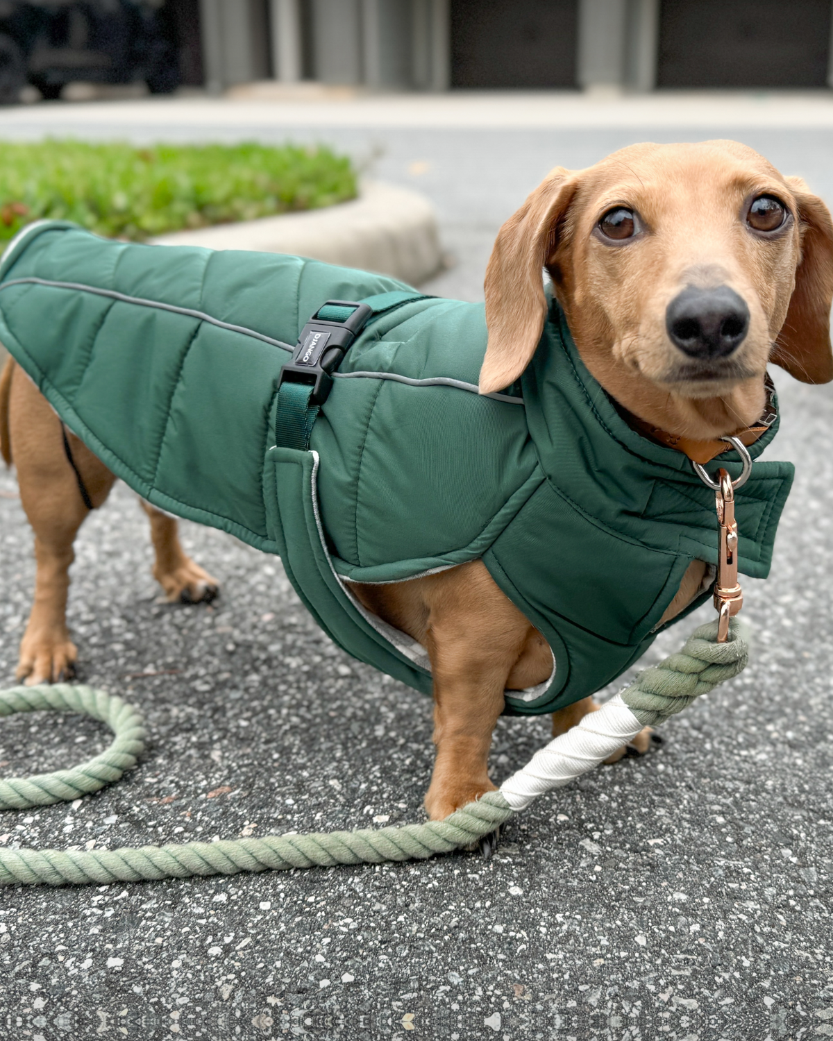 The DJANGO Whistler Winter Dog Coat in Lafayette Green is perfect for cold weather. Insulated for warmth and water-repellent to keep your dog dry, this adjustable coat ensures comfort for dogs during winter walks and outdoor activities.